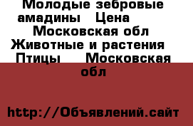 Молодые зебровые амадины › Цена ­ 300 - Московская обл. Животные и растения » Птицы   . Московская обл.